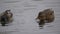 Couple Wild Duck Close up Portrait view washing in lake or river