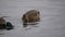 Couple Wild Duck Close up Portrait view washing in lake or river