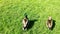 Couple of wild ducks resting on the fresh green field background. both looking at same side.