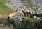 Couple wild mountain goat