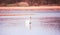 A couple of wild white swans in the natural reserve in the Canton of Zurich in Switzerland, shot with analogue film photography -