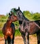 Couple of wonderful Trakehner stallions in meadow