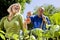 Couple working on vegetable garden in backyard