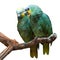 Couple of Yellow-Crowned Amazon Parrot