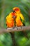 Couple yellow Sun conure parrot.