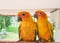 Couple yellow Sun conure parrot love and take care of together ,