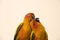 Couple yellow Sun conure parrot love and take care of together ,