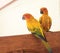 Couple yellow Sun conure parrot love and take care of together ,