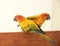 Couple yellow Sun conure parrot love and take care of together ,