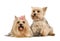 Couple of Yorkshire Terrier