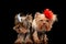 couple of yorkshire terrier dogs standing and sticking out tongue