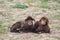 A couple of young black sheep laying on the ground in Mallorca, Spain