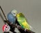 Couple of young Budgeigar parrot is sitting on a branch and scratch each other.