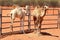 Couple of young camels in red desert, Australia