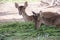 Couple young deers with fresh green grass food