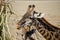 A couple of young Giraffes feeding from a pole in safari park