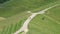 A couple of young people and a dog are walking along the road near the vineyards. View of young vineyards and green