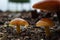 Couple of young small orange mushrooms with wide convex caps on a short stems, and one big mature myshroom