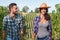 couple of young winemakers picking bunches of grapes in the vineyard