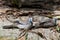 Couple Zebra dove relaxing on ground