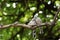 Couple Zebra dove relaxing on tree