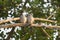 Couple zebra doves on branch in morning light