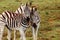 Couple of Zebras at Addo Elephant National Park