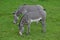 Couple of Zebras Eating Grass in a Field