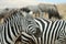 Couple of zebras, Ngorongoro Crater, Tanzania
