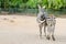 Couple of zebras posing outdoors