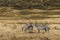 Couple of zebras in savanna on safari in Kenya