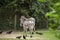 Couple of Zebras surrounding vultures