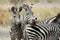 Couple of zebras, Tarangire National Park, Tanzania