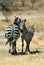 Couple of zebras, Tarangire National Park, Tanzania