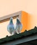 Couples of homing pigeon standing on home roof