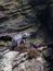 Couples of Lille cormorant in a cliff, Humboldt Penguin National Park in Punta de Choros, Chile