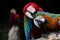 Couples of red scarlet macaws birds perching on tree branch
