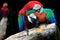 Couples of red scarlet macaws birds perching on tree branch