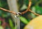 Couples ring hanging in a branch