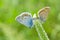 Coupling act in family of Common Blue butterfly