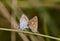 Coupling butterflies