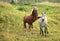Coupling horses.