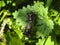 Coupling of shield bugs Carpocoris fuscispinus on a nettle leaf.