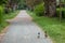 couply of mallard ducks walking down a path in a park