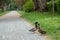 couply of mallard ducks walking down a path in a park