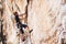 Courage will take you further. a young rock climber scaling a cliff face.