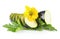 Courgette cut into slices with flower and leaves on white