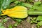 A courgette flower and developing cougette vegetable