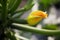 Courgette flower on the field