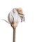 Courgette flower isolated blossom